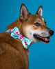 The Isla Bow Tie with Matching Collar - FURRPLAY