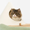 Kitty Island Cat Scratcher