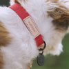 andblank® Collar - FURRPLAY