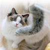 Pidan Cat Teaser Refill - Fluffy Tail - FURRPLAY