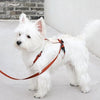 andblank® Harness - FURRPLAY