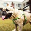 Pawbo iPuppyGo Smart Pet Activity Tracker Tag - FURRPLAY