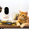 Pawbo+ Wireless Interactive Pet Camera - FURRPLAY